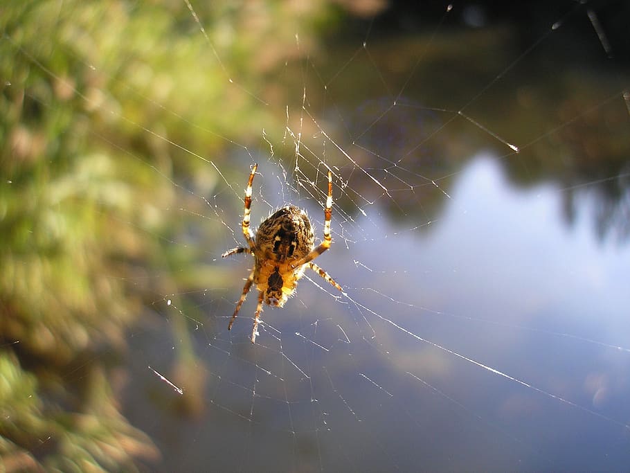 spin, spider web, spider-like, bug, nature, arachnid, invertebrate, HD wallpaper