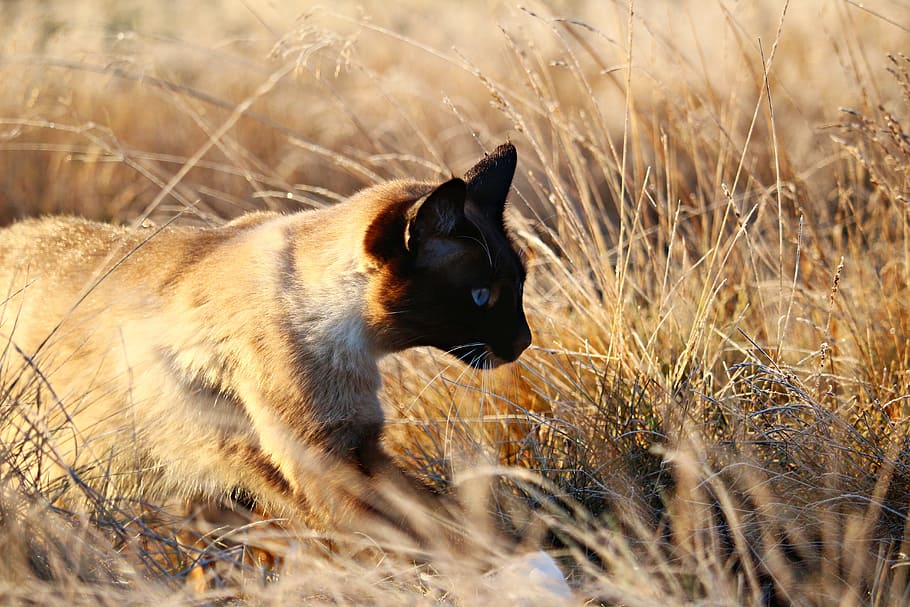 Kitten, Siamese Cat, mieze, breed cat, autumn, grass, nature HD wallpaper