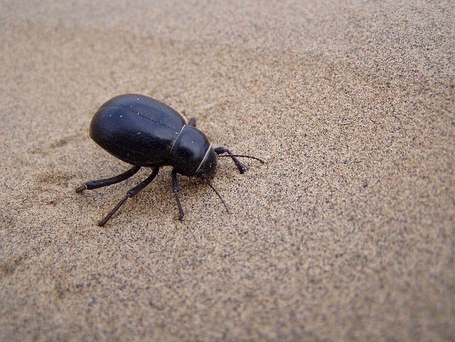 Beetle, Desert, Sand, India, one animal, animal themes, animals in the wild HD wallpaper