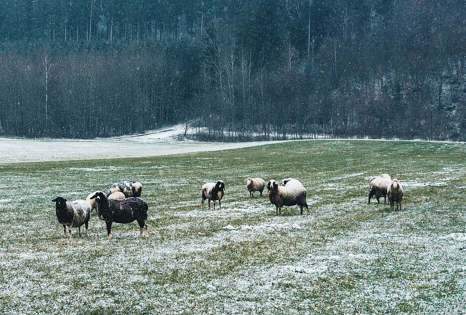 herd of sheep on grass field, sheep eating grasses, landscape HD wallpaper