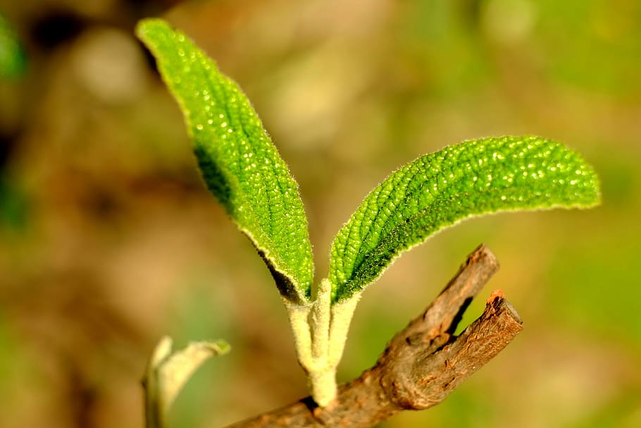 Leaf, Spring, young, young leaves, boy shoots, hairy, green HD wallpaper