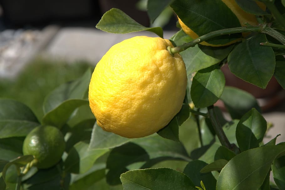 Lemon, Citrus, Fruit, Yellow, Sour, citrus fruit, juicy, summer HD wallpaper
