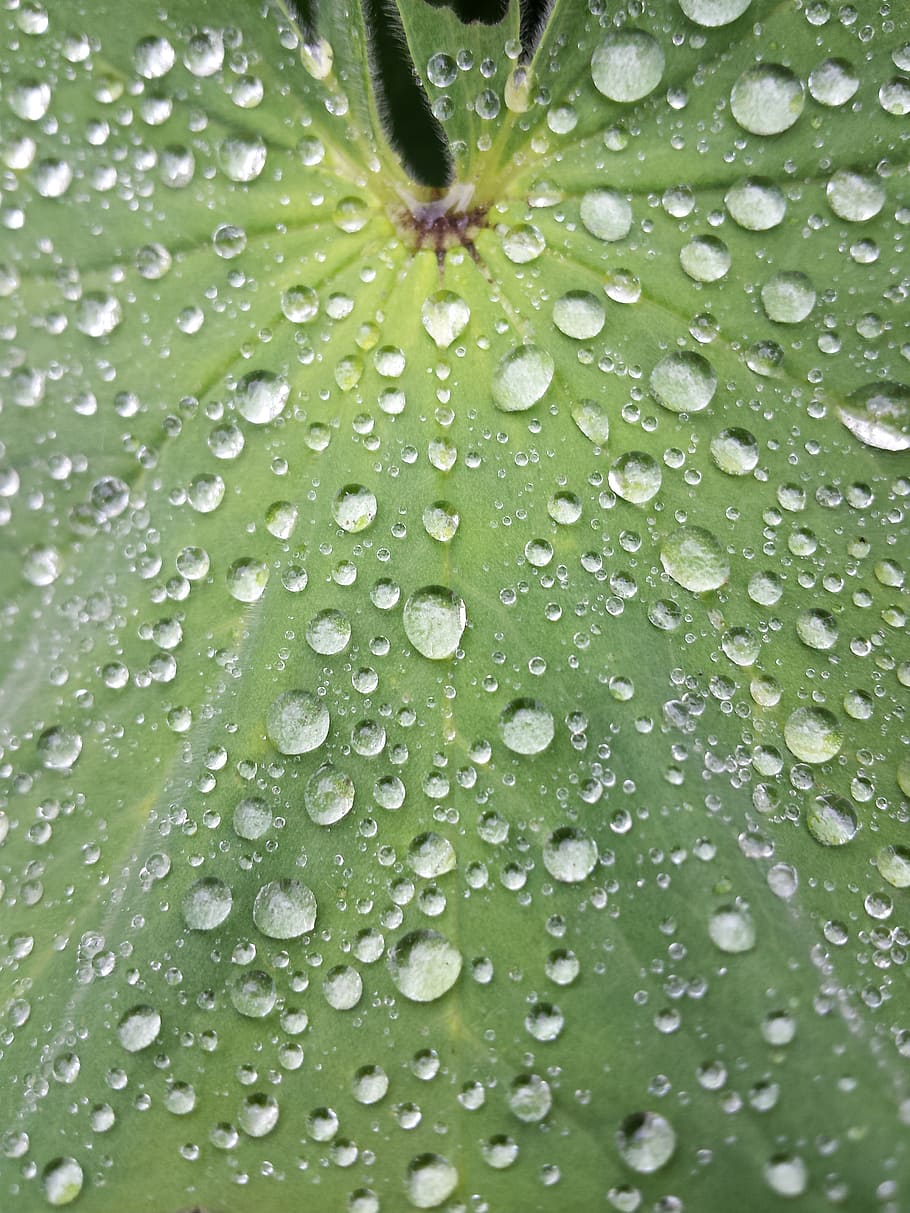 leaf, dew, water, droplets, plant, fresh, environment, freshness HD wallpaper