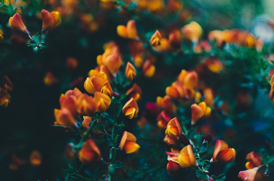 selective photograph of yellow petaled flower, yellow and red petaled flower HD wallpaper