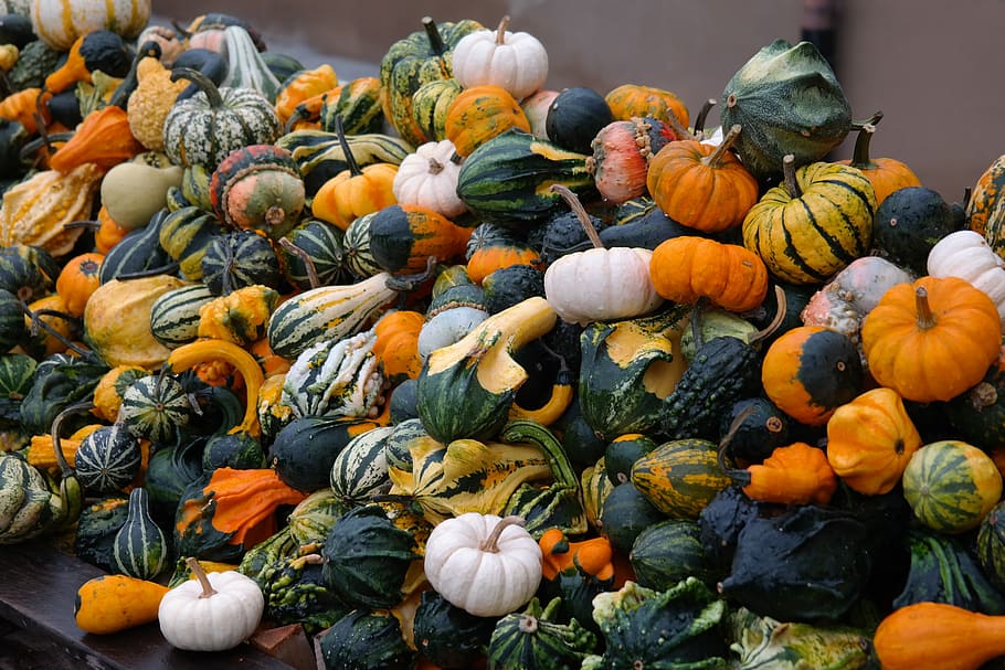 selective focus photo of pumpkins, decorative squashes, green