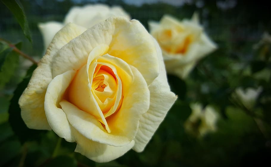 flower, plant, rose, brian, yellow roses, bloom, nature, plants HD wallpaper