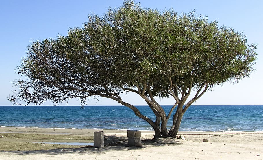 Tree, Beach, Seaside, Sea, Coast, scenery, kiti, cyprus, nature HD wallpaper