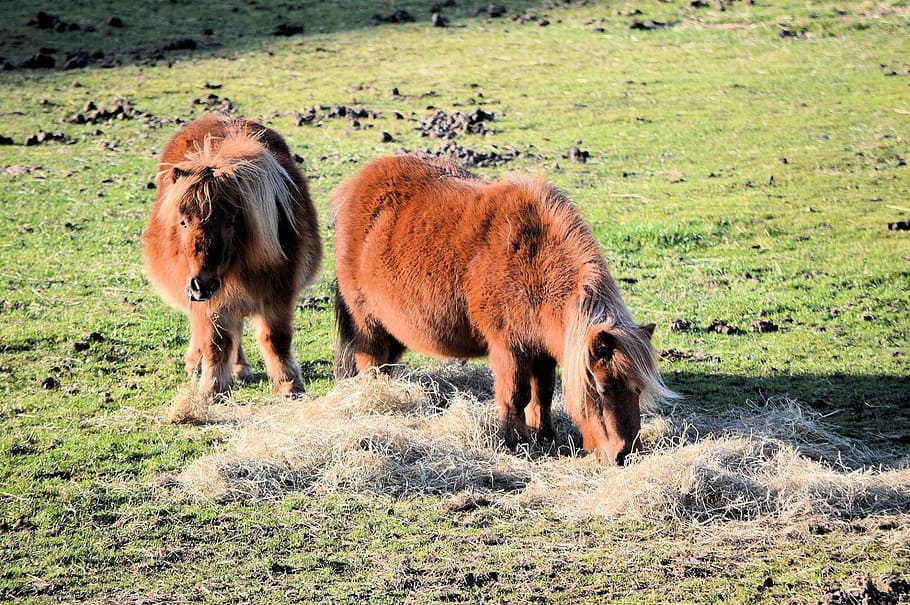 Farm wild animals. Дикие пони. Два пони фото. Black Pony. Пони черный лошадь фото.