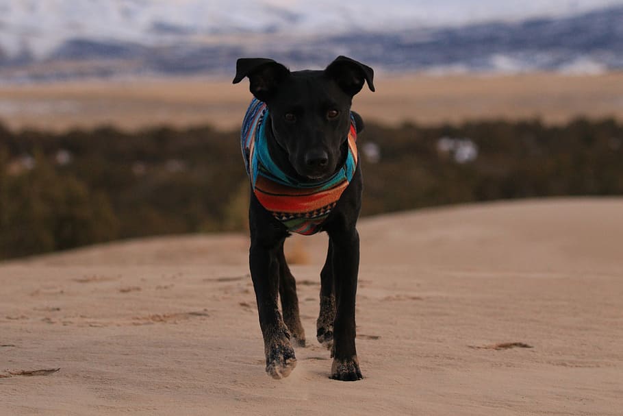 black dog walking on sand during daytime, black dog running on sand ground near tall trees at daytime HD wallpaper