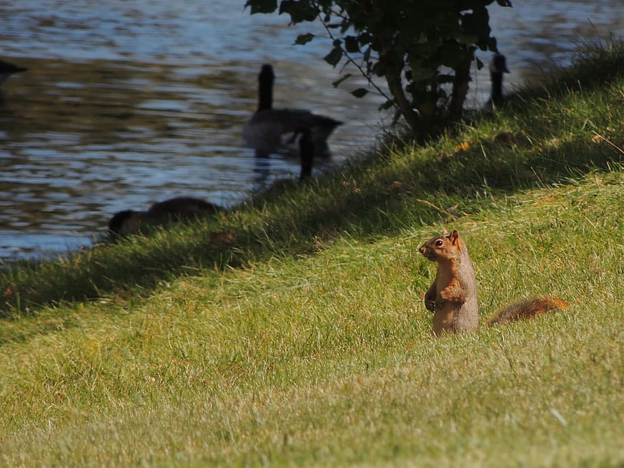 Squirrel, Grass, Nature, Wildlife, park, animal, mammal, animals And Pets HD wallpaper