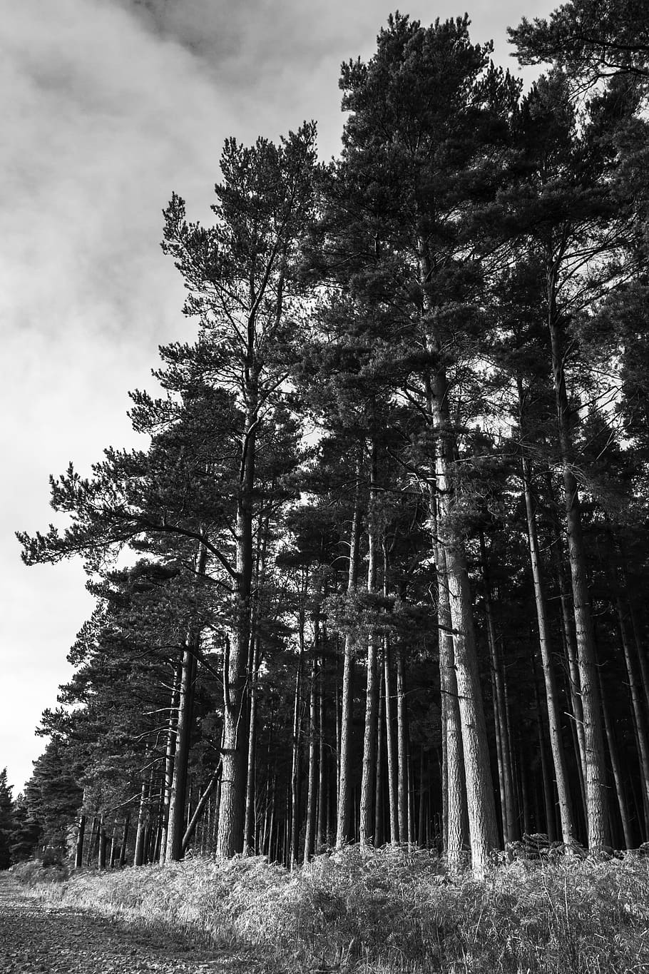 trees, woods, forest, nature, landscape, park, natural, autumn HD wallpaper