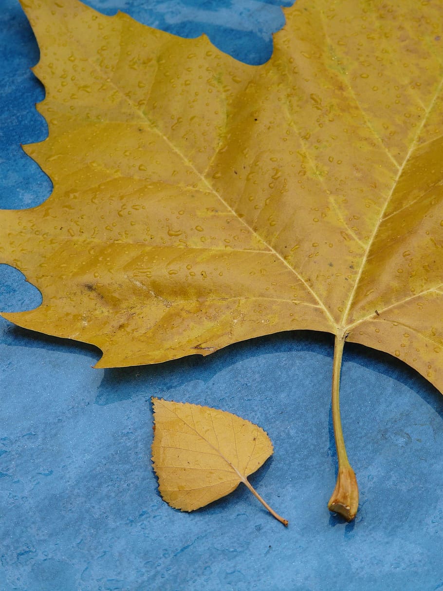 Leaves, Size, Comparison, Leaf, size comparison, leaf veins