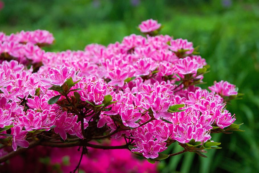 Flowers, Bokeh, Macro, Bush, Bloom, beautiful, schlossgarten HD wallpaper