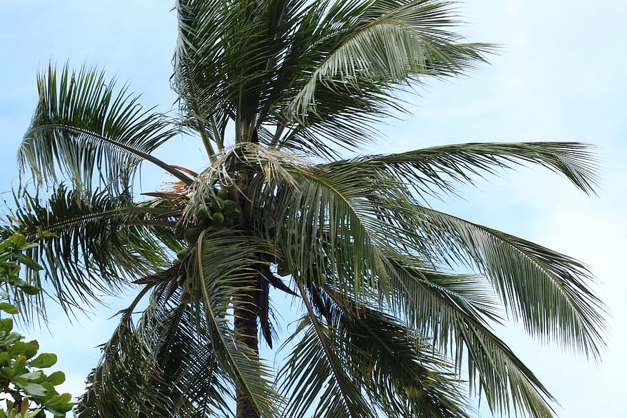 palm tree, leaves, tropical climate, growth, plant, low angle view HD wallpaper