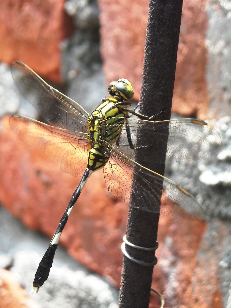dragonfly, green, black, wire, wall, invertebrate, animals in the wild HD wallpaper