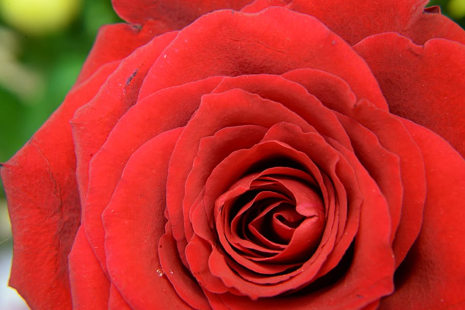Red Flower, closeup, flora, macro, nature, rose, flowering plant HD wallpaper