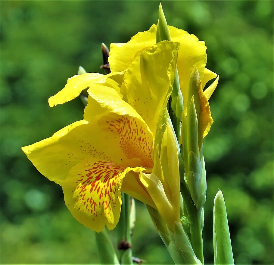 iris, flower, thriving, plant, petal, yellow, beautiful, flowering plant HD wallpaper