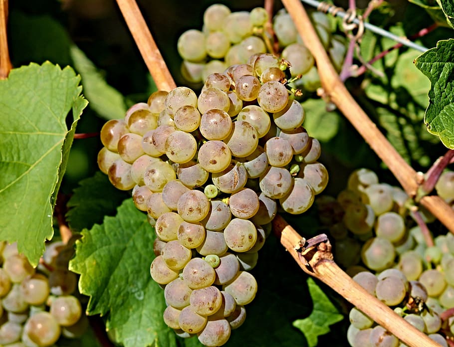 white grapes during daytime, vine, wine, of course, nature, fruit, HD wallpaper