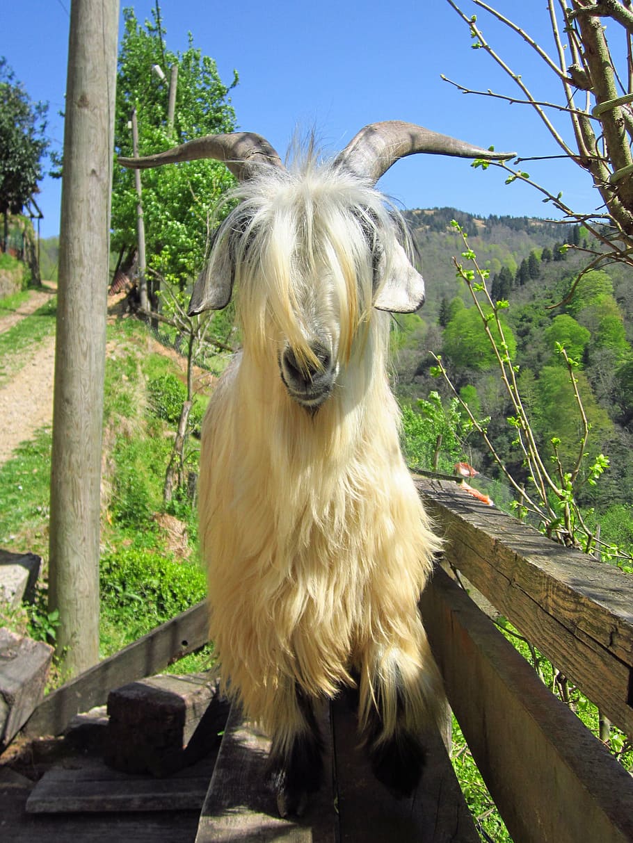 goat, rize, kaçkar, animal themes, mammal, one animal, domestic animals HD wallpaper