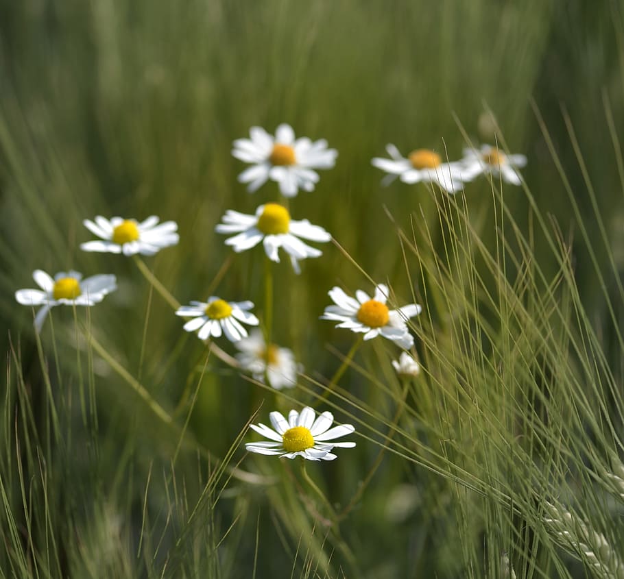 chamomile, herbs, tee, field flower, arable, cure, nature, meadow HD wallpaper