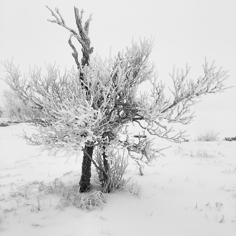 winter, snow, tree, nature, cold temperature, plant, beauty in nature HD wallpaper