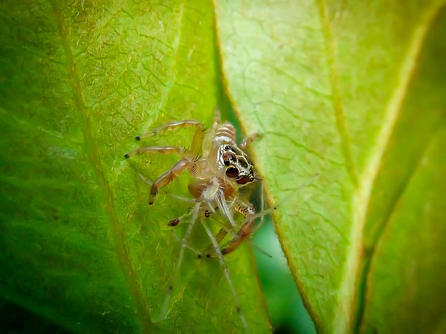 Jumping Spider, Salticidae, Harmless, nature, small, wildlife HD wallpaper