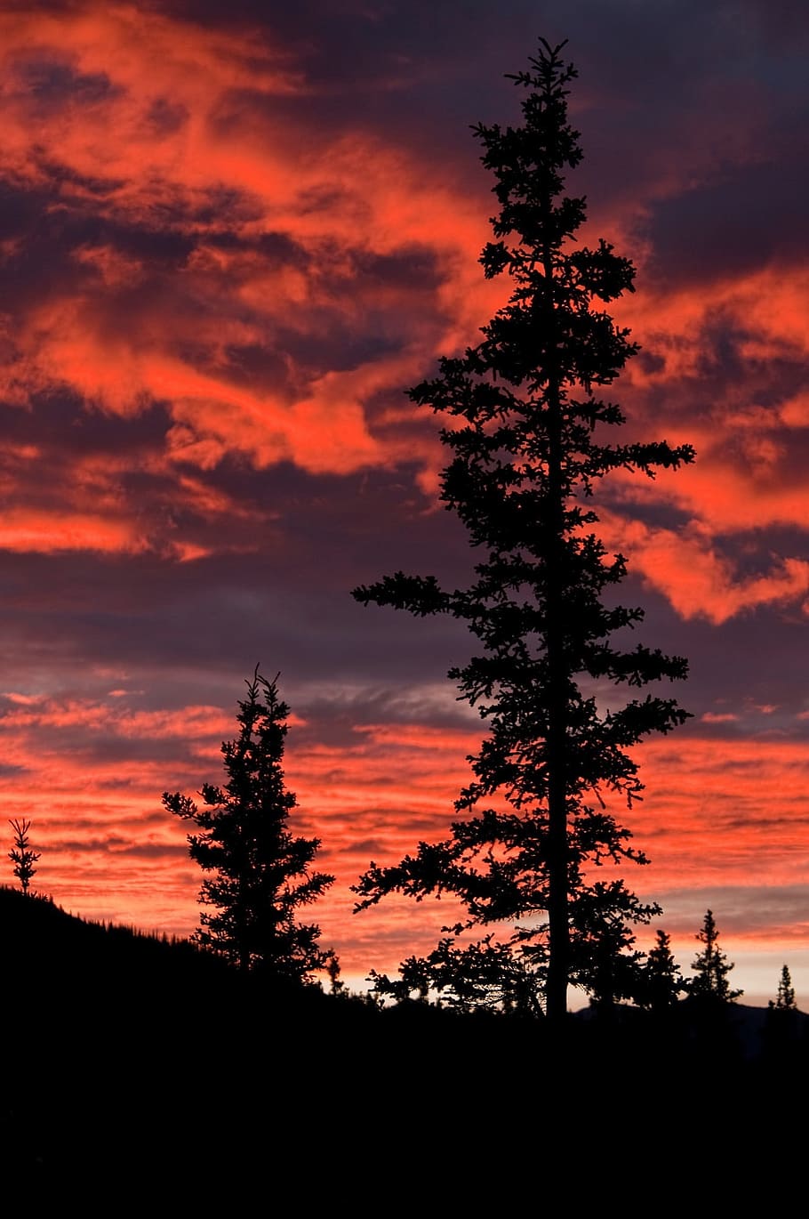 Sunset, Landscape, Trees, Silhouettes, scenic, orange, sky HD wallpaper