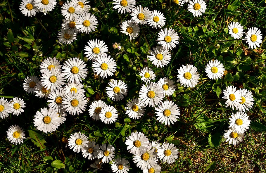 white daisies in bloom at daytime, Daisy, Meadow, Flower, Spring HD wallpaper