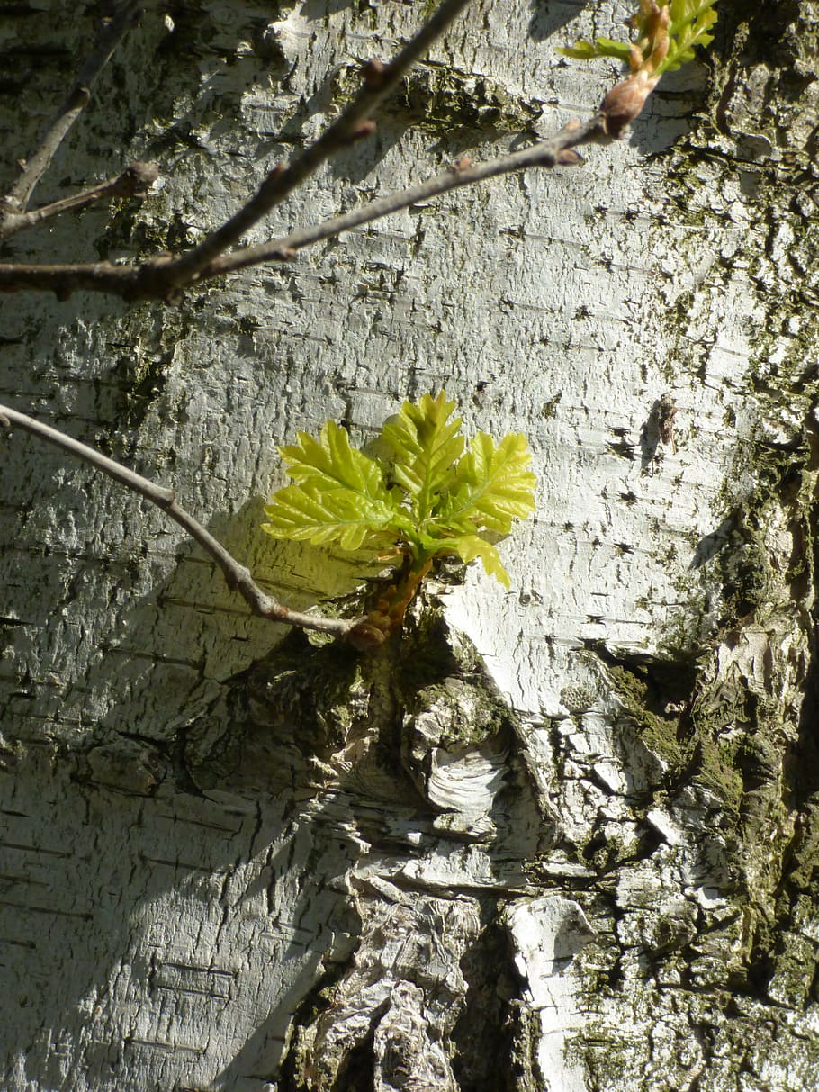 birch, spring, branch, plant, growth, plant part, flower, nature HD wallpaper