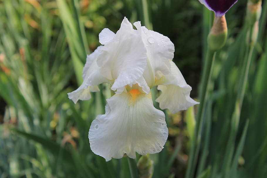 flower, iris, white, summer, petals, nature, beautiful flower HD wallpaper