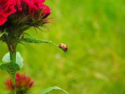 7-spot ladybird perched on green leafed plant, ladybug, coccinellidae HD wallpaper