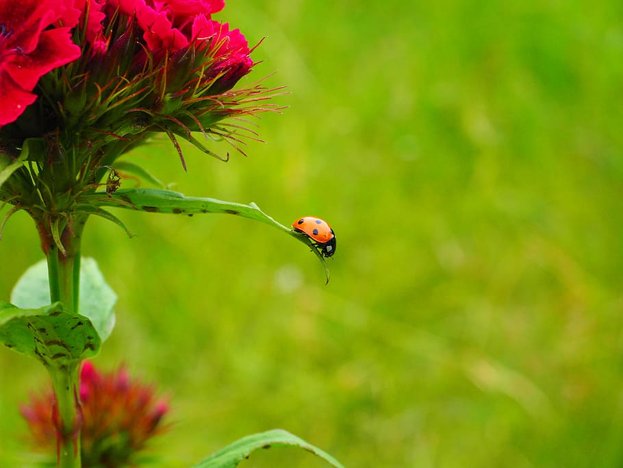 7-spot ladybird perched on green leafed plant, ladybug, coccinellidae HD wallpaper