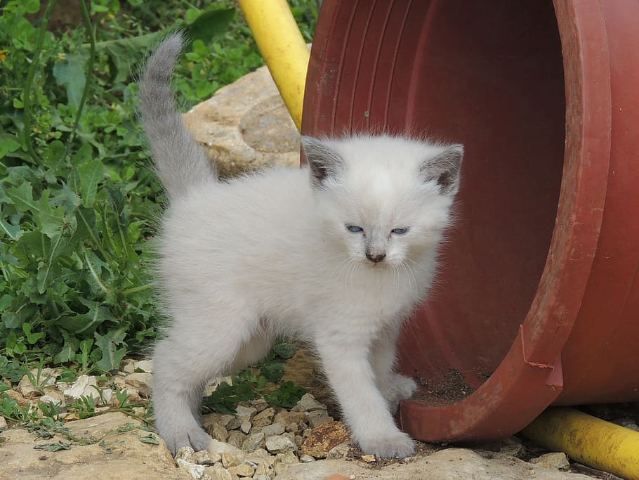 cat, kitten, white, cute, mammal, domestic, animal, animal themes HD wallpaper
