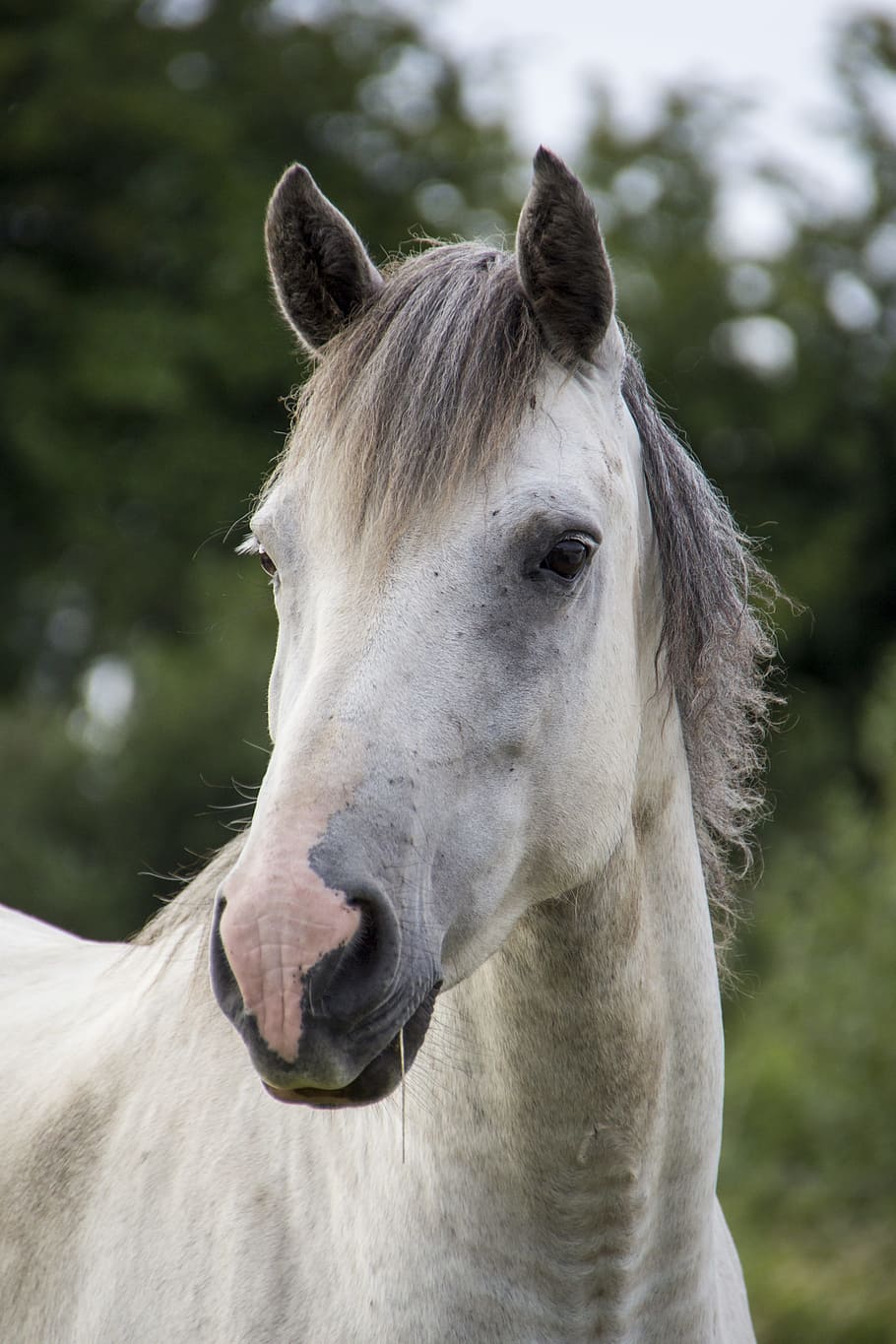white and grey horse, white horse, irish horse, mammal, animal, HD wallpaper