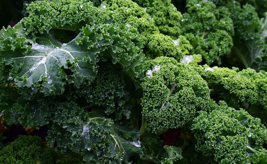 kale, frost, vegetables, winter vegetables, kohl, green, food