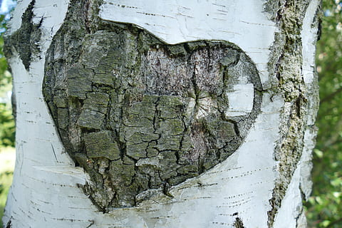 gray and brown heart wood carved, birch, tree, bark, love, promise HD wallpaper