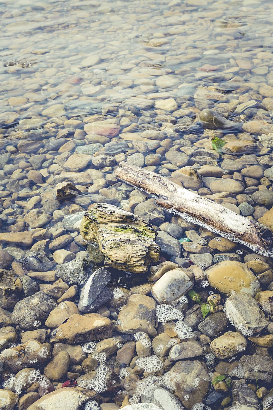 HD wallpaper: drift wood, lake, lake constance, beach, nature