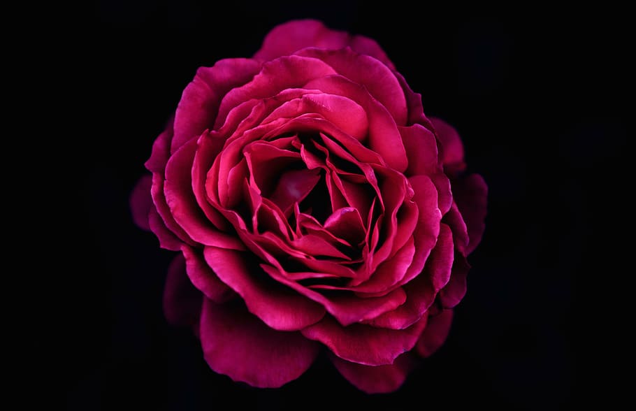 red rose flower with black background, beautiful, bloom, blooming, HD wallpaper