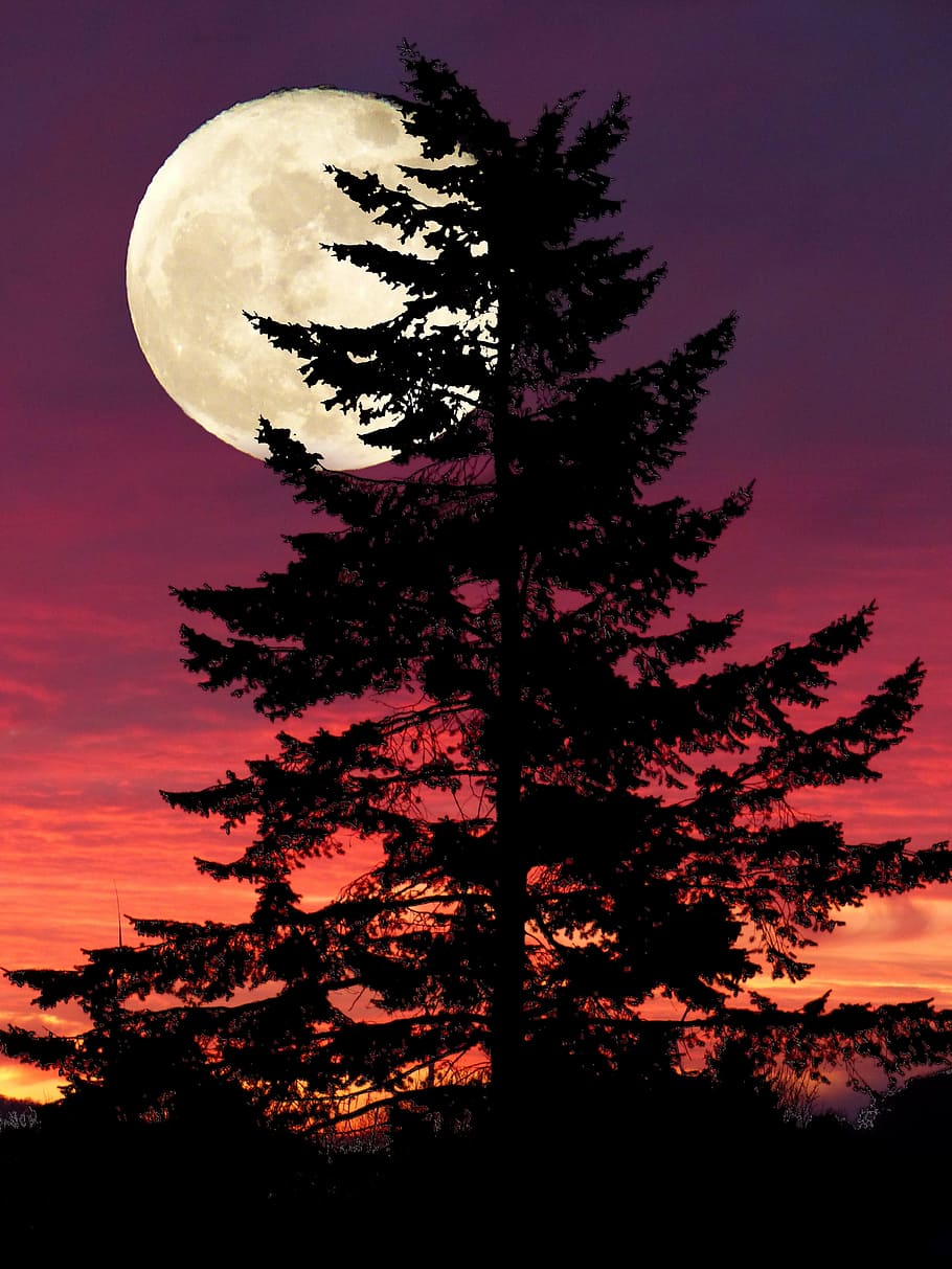 silhouette photo of black high tree during full moon, fantasy HD wallpaper