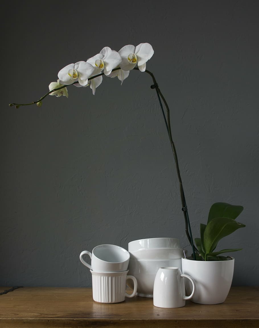 orchids, cups, white, flower, plant, flowering plant, vase HD wallpaper