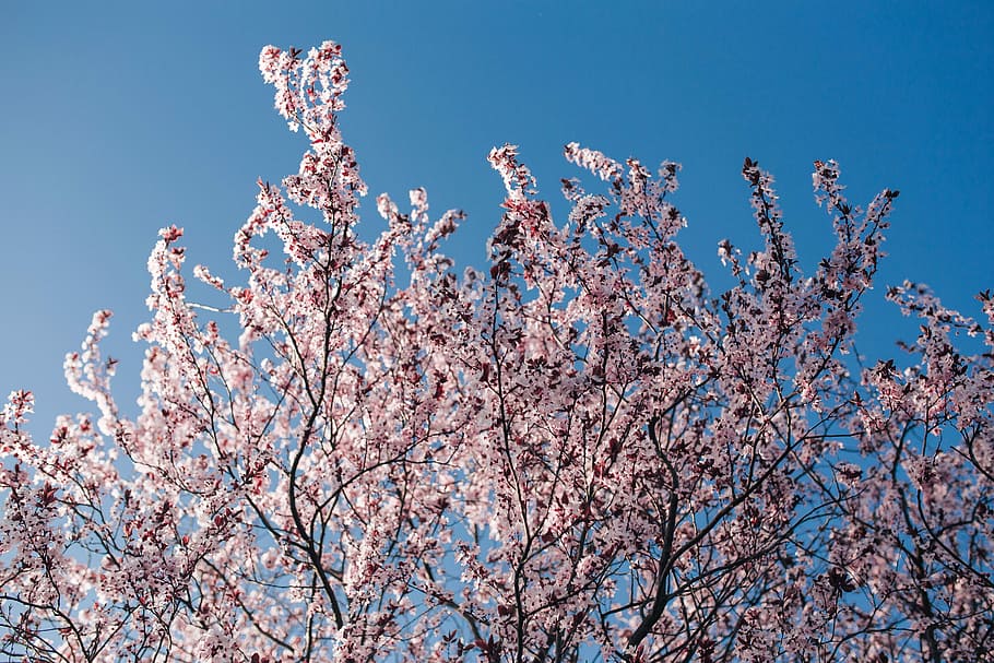 Дни цветения sky. Вишня на синем небе. Весенние веточки розовый синий. Цветы дерево на голубом. Весенние розовые почки.