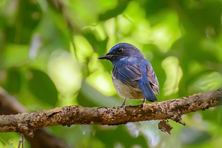 birds, one, animal themes, animal wildlife, vertebrate, one animal HD wallpaper