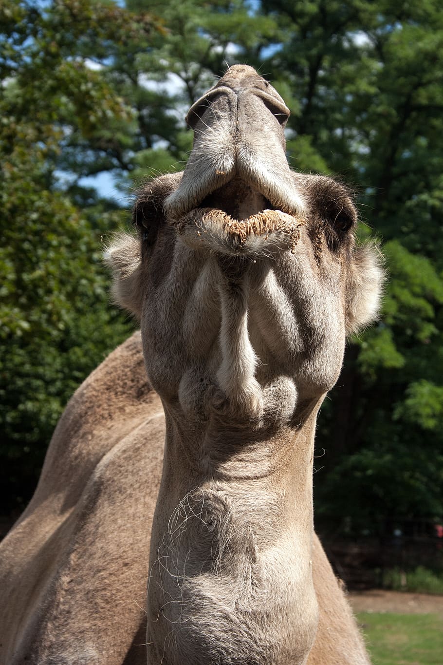 camel, head muzzle, animal, animal themes, mammal, one animal HD wallpaper