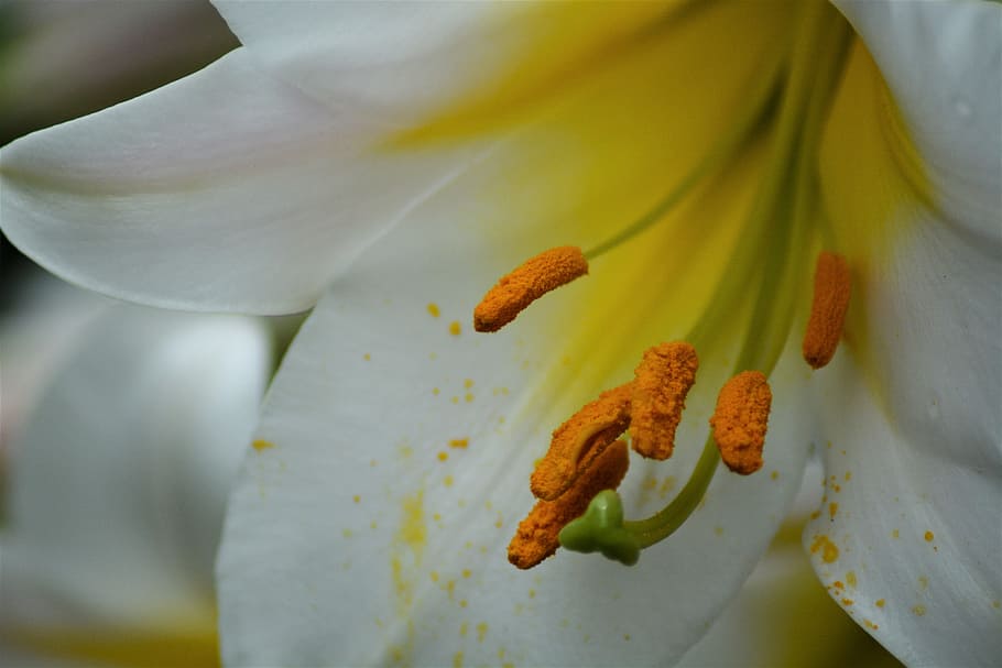 lily, white, flower, fragility, flowering plant, vulnerability HD wallpaper
