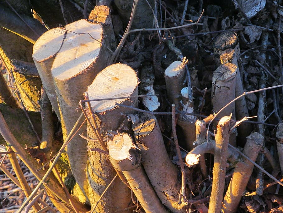 tree stump, wood, log, like, sawed off, nature, firewood, deforestation HD wallpaper