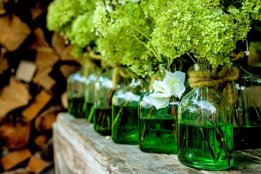 green plants on clear glass bottles, vases, decoration, flower