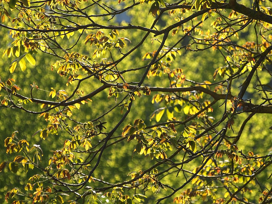 walnut tree, leaves, sun, foliage, backlighting, beautiful HD wallpaper
