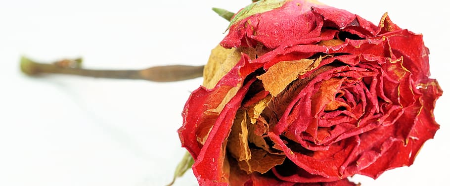 red rose close-up photography, dry, love, flower, blossom, bloom HD wallpaper