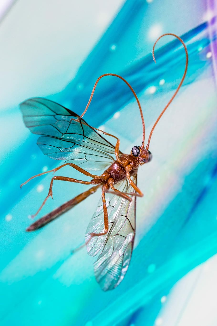schnake, insect, wing, insects die, fly, close, nature, animal wildlife HD wallpaper