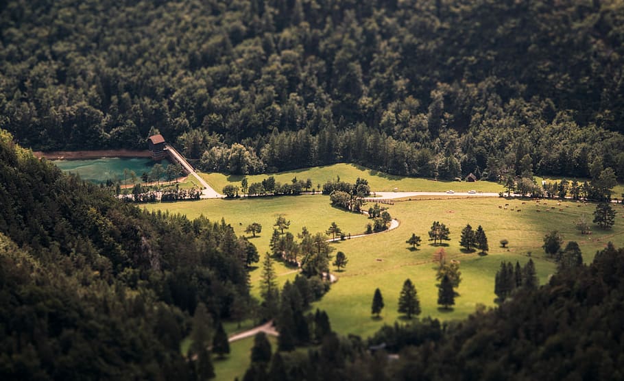 green forest during daytime, aerial photo of body of water surrounded by trees HD wallpaper